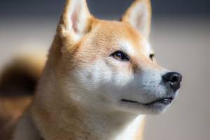 Can a Shiba Inu cost $ 1?  Analysis and forecast of quotations 