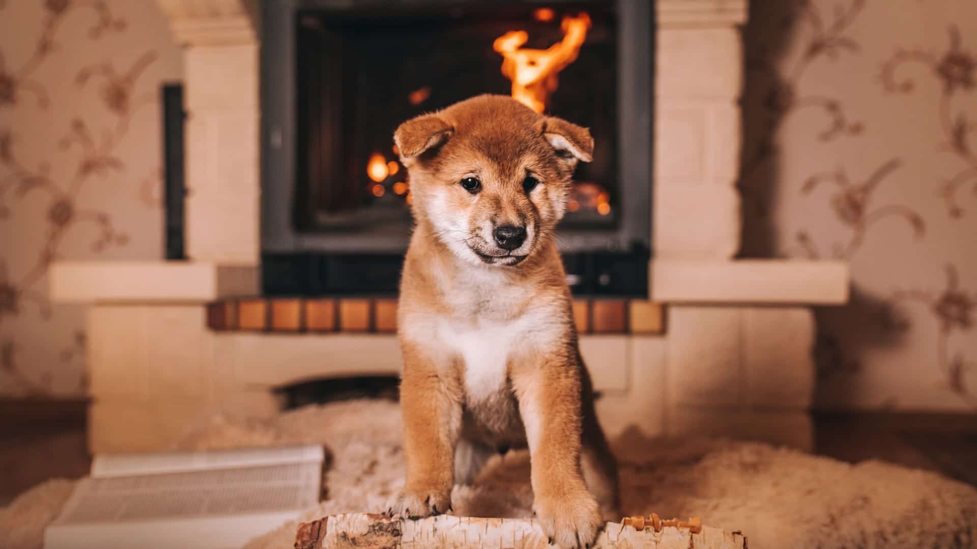 With Shiba Inu fall, developer asks fans to “burn” cryptocurrency